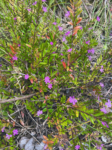 Cuphea hyssopifolia observed 2026-06-19