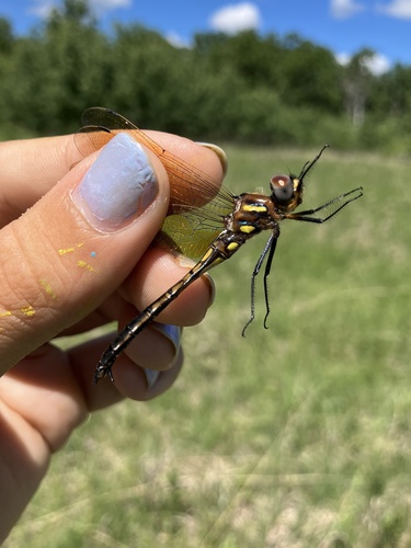 Plains Emerald photo 4