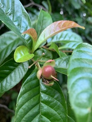 Tetracera indica