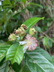 Tetracera indica
