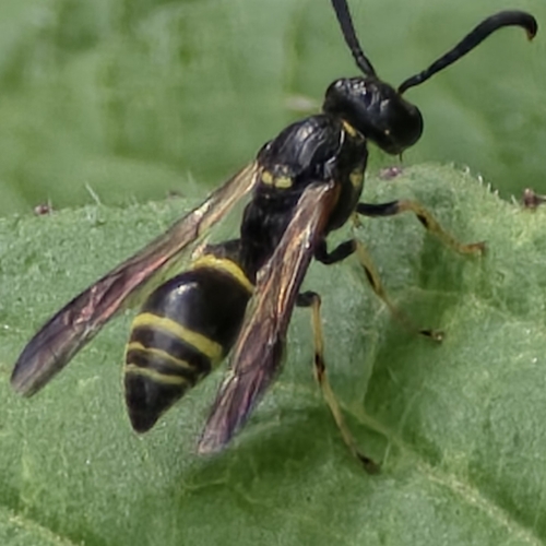 Tufted Potter Wasp photo 2