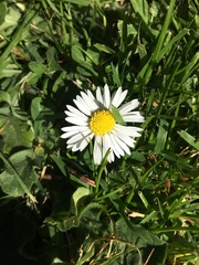 Bellis perennis