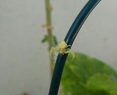 Thomisus daradioides