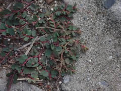 Euphorbia makinoi