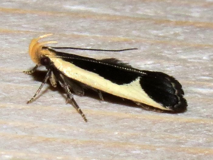 Cream-edged Dichomeris Moth and Allies