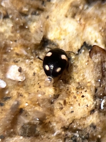 Neoclypeodytes