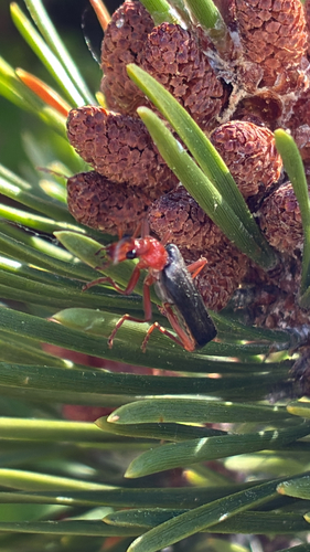 iNaturalist observation photo of Downy Leather-winged Beetle