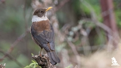 Turdus albocinctus