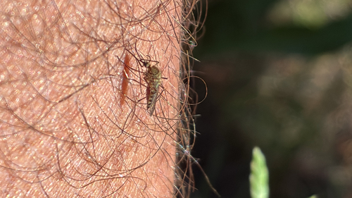 iNaturalist observation photo of Mosquitoes