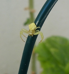 Thomisus daradioides