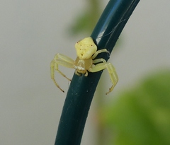 Thomisus daradioides