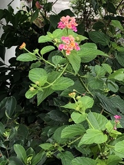 Lantana camara