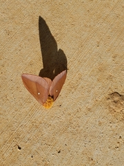 Anisota virginiensis