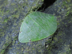 Tituria planata