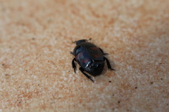 Hister quadrimaculatus