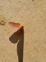 Anisota virginiensis