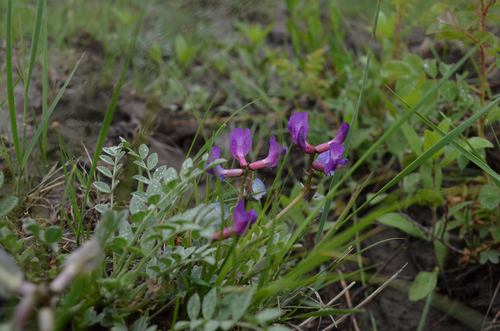 Missouri Milkvetch