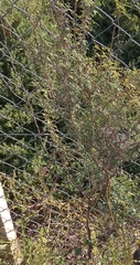 Prosopis strombulifera