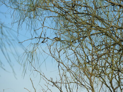 Tufted Tit-Spinetail (Leptasthenura platensis), photo 2