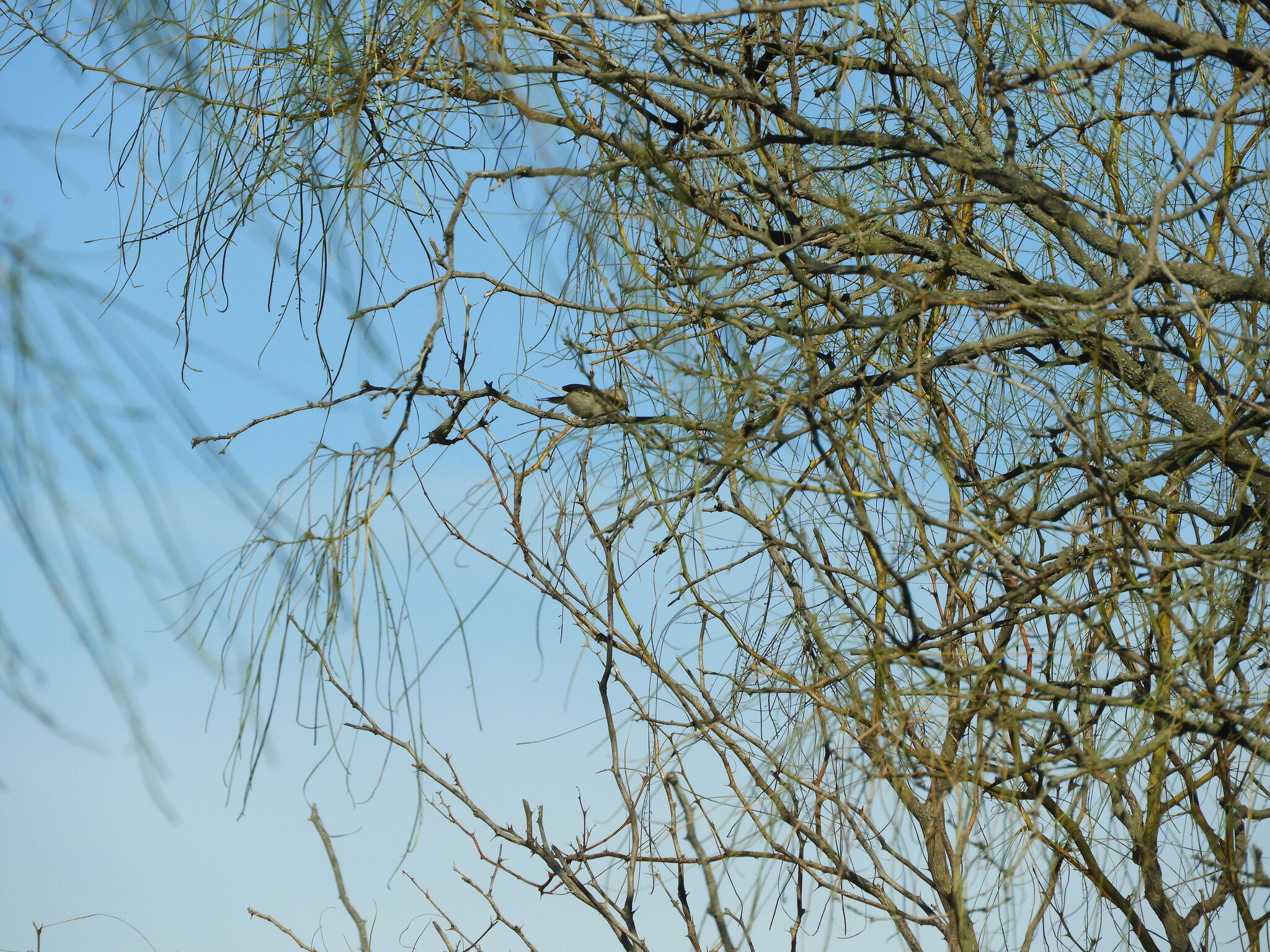 Tufted Tit-Spinetail (Leptasthenura platensis), photo 2