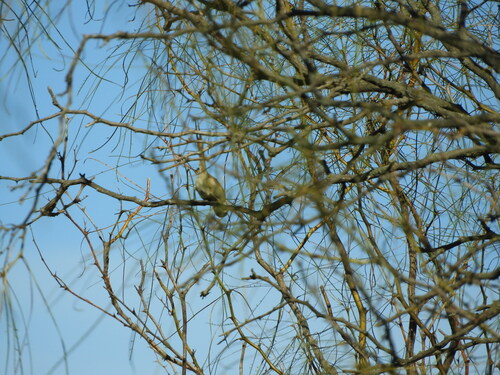Tufted Tit-Spinetail (Leptasthenura platensis), photo 3