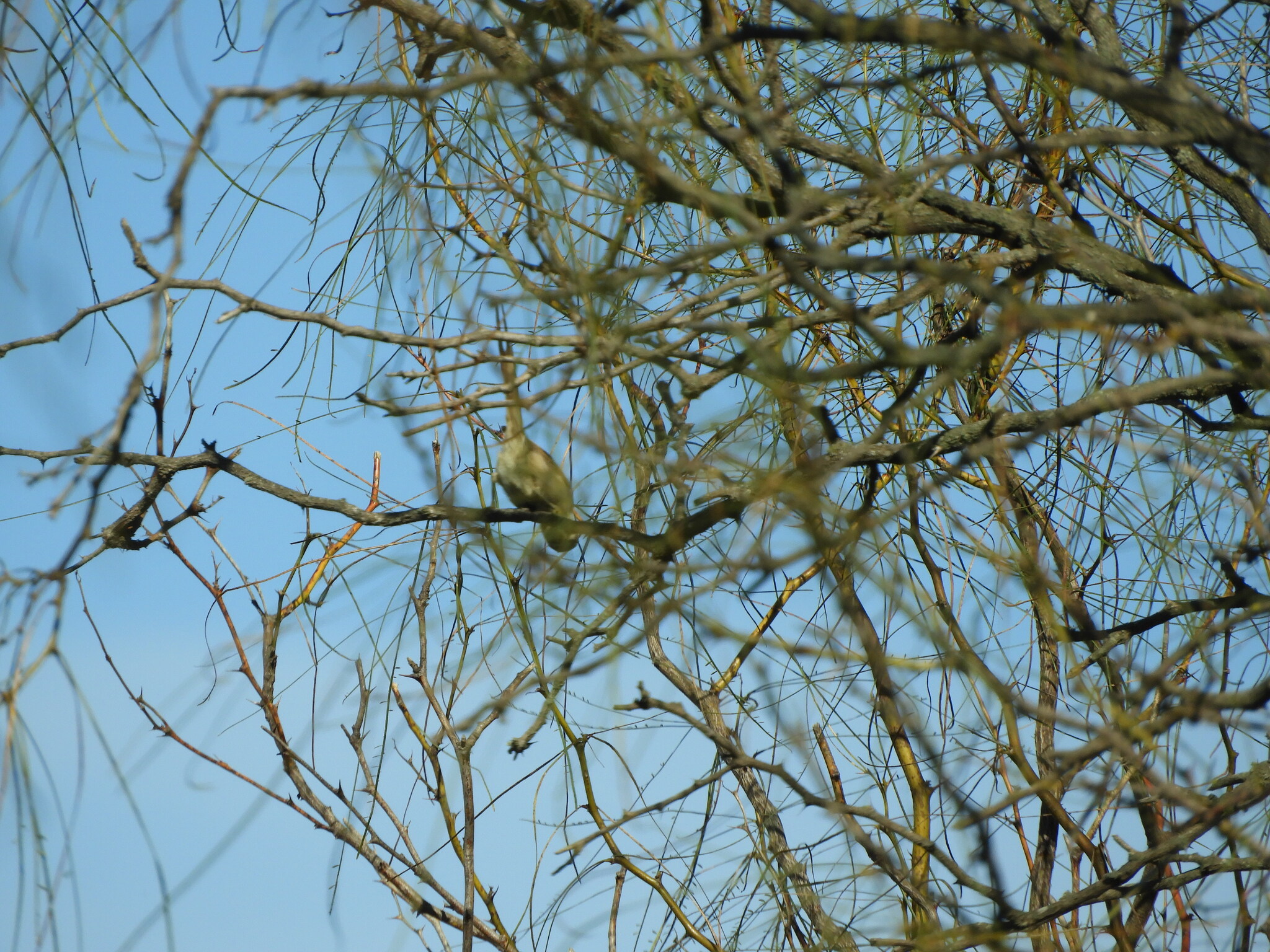 Tufted Tit-Spinetail (Leptasthenura platensis), photo 3