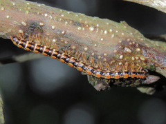 Helicorthomorpha