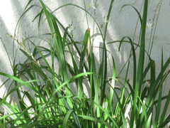 Chlorophytum saundersiae