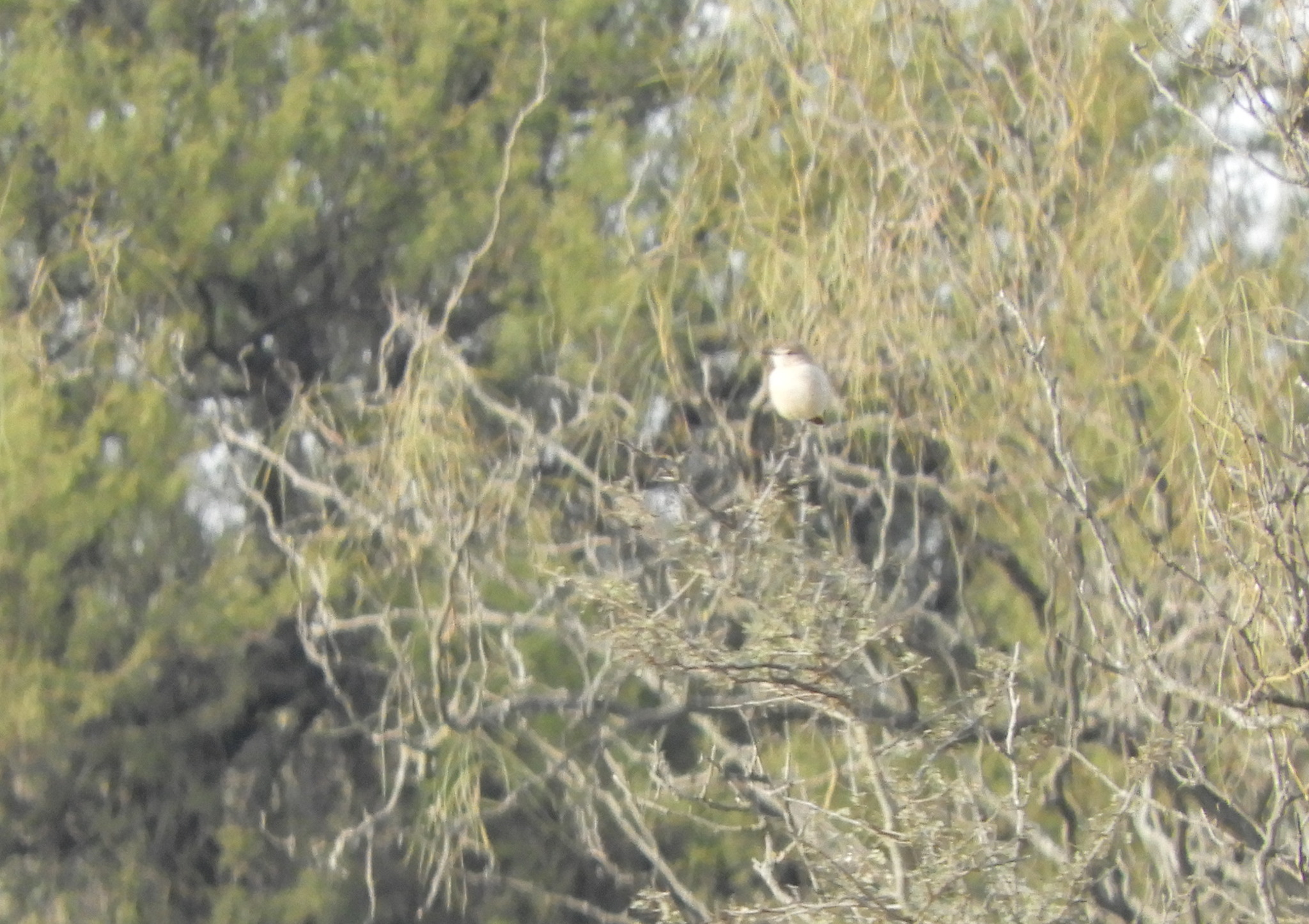 Lesser Shrike-Tyrant (Agriornis murinus), photo 2