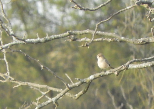 Lesser Shrike-Tyrant (Agriornis murinus)