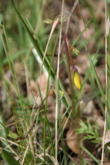 Tulipa sylvestris australis