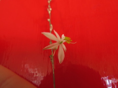 Chlorophytum saundersiae