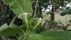Morinda pubescens