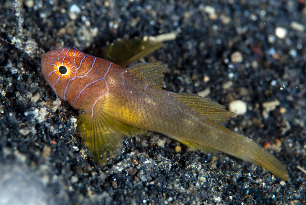 Halfbarred Reefgoby