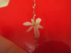 Chlorophytum saundersiae