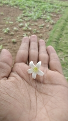 Morinda pubescens