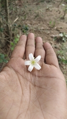 Morinda pubescens
