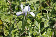 Iris longipetala
