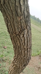 Morinda pubescens