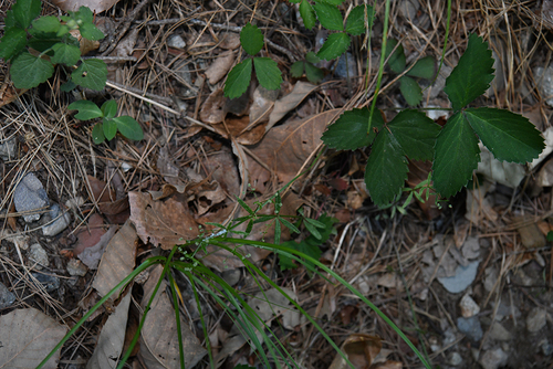 Galium pogonanthum iNat (1)