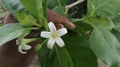 Morinda pubescens