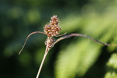 Luzula comosa comosa