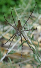 Euprosthenops
