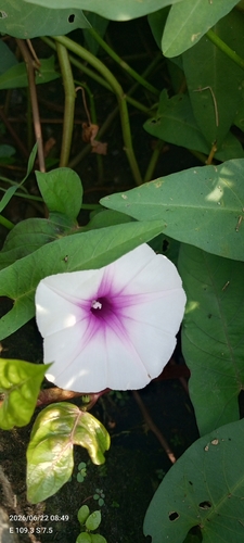 Water Morning Glory