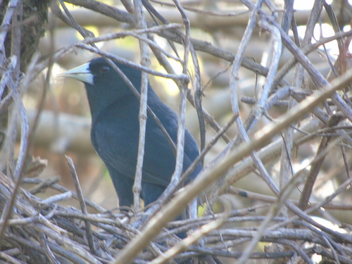 Solitary Cacique (Cacicus solitarius), photo 4