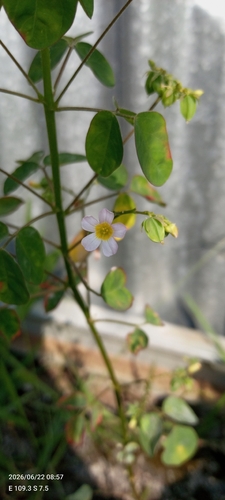 Lavender Sorrel