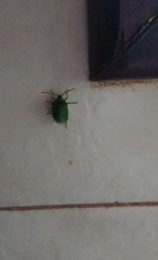 Sinopla perpunctatus