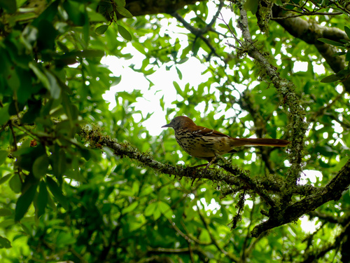 Brown Thrasher