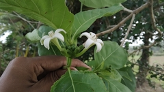 Morinda pubescens