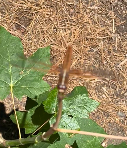 iNaturalist observation photo of Flame Skimmer